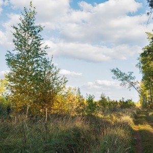 Вдоль леса золотого